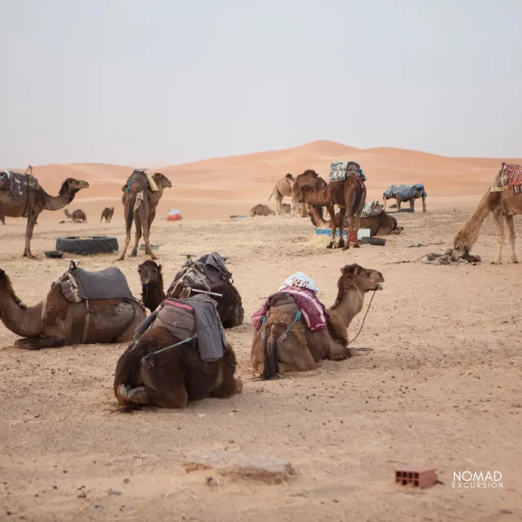 Merzouga desert Tour from Marrakech